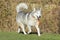 Siberian Husky waking in the grass.