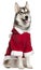 Siberian Husky wearing Santa outfit