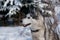 Siberian husky winter portrait