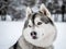 Siberian Husky - winter walk through the snowy valley