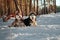 Siberian huskys lying on snow