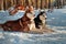 Siberian huskys lying on snow