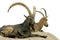 Siberian Ibex  604911