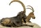 Siberian Ibex  604912