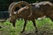 Siberian ibex (Capra sibirica).