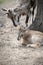 Siberian ibex Capra sibirica, also Altai or Gobi ibex lives in central Asia. Picture of cute young goat with mother. Learning