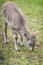 Siberian ibex Capra sibirica, also Altai or Gobi ibex lives in central Asia. Picture of cute young goat is staring into the