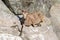 Siberian ibex lies peacefully in the Wuppertal Zoo