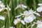 Siberian Iris sibirica Snow Queen, yellow blotched bright white flower