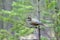 Siberian jay is feeding 1. Taiga of Lapland. Scandinavia