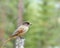 Siberian Jay perched on an old stump