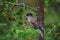 Siberian jay sit in the pine, sweden