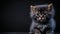 Siberian kitten on a black background.