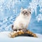 Siberian kitten in snow