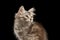 Siberian kitty on isolated black background