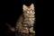 Siberian kitty on isolated black background