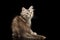 Siberian kitty on isolated black background