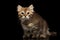 Siberian kitty on isolated black background