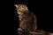 Siberian kitty on isolated black background