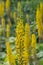 Siberian Ligularia sibirica, spikes of yellow flowers