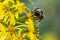 Siberian Ligularia sibirica, yellow flower with bumble bee