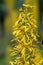 Siberian Ligularia sibirica, with yellow flowers