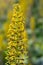 Siberian Ligularia sibirica, yellow flowers