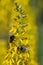 Siberian Ligularia sibirica, yellow flowers with some bumble bees