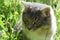 Siberian longhair purebred cat sitting in a meado