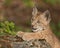 Siberian lynx kitten