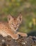 Siberian lynx kitten