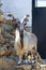 Siberian mountain goat
