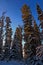 Siberian mountain taiga in winter in the Sayan mountains