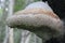 Siberian mushrooms. Birch mushroom, or chaga.