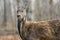 Siberian musk deer hoofed animal rare pair