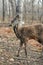 Siberian musk deer hoofed animal rare pair