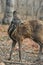 Siberian musk deer hoofed animal rare pair