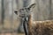 Siberian musk deer hoofed animal rare pair