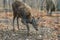 Siberian musk deer hoofed animal rare pair