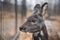 Siberian musk deer, a rare pair hoofed animal with fangs