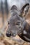 Siberian musk deer, a rare pair hoofed animal with fangs