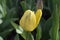 Siberian Nature: Just about to open a yellow tulip