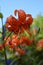 Siberian nature: red tiger lily, lanceolate lily