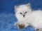 Siberian neva masquarade blue colorpoint kitten