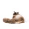 Siberian neva masquarade color-point cat