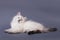 Siberian Neva Masquarade colorpoint kitten