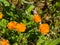 Siberian orange flowers in the wild. Close-up