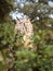 Siberian owl Bubo bubo sleeping in the forest