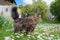 Siberian pedigree cat on daisy meadow in the garden