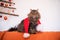 Siberian pedigree cat with red santa hat